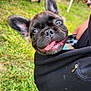dog, puppy, french_bulldog, tongue_out, black_hoodie, grass, outdoor, fair, tent, table, people, shoe, happy, pet, closeup, cute, animal, smiling, ears_up, canine