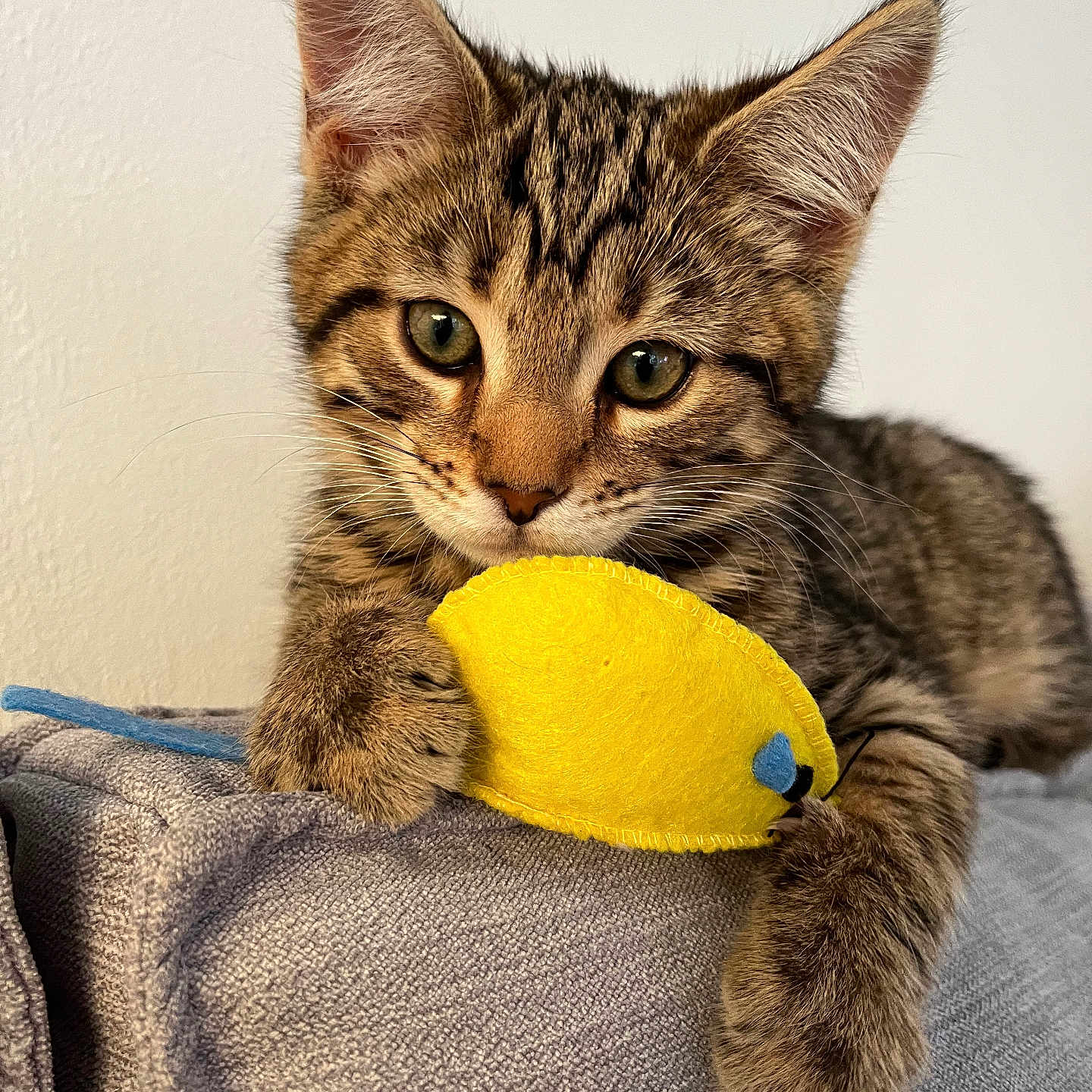 Simba participe au concours pour gagner de l'argent avec cette photo : abyssinian, animal, cat, chair, citrusfruit, couch, food, fruit, furniture, kitten, lemon, manx, pet, plant, plush, produce, sphere, toy