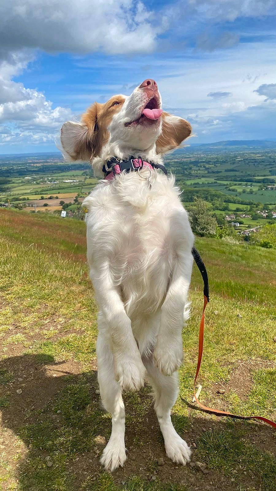Lily joined the competition — help win amazing prizes! canine, clouds, collar, daytime, dog, ears_flapping, field, grass, happy, hill, jumping, landscape, leash, nature, outdoor, pet, playful, sky, sunny, tongue_out