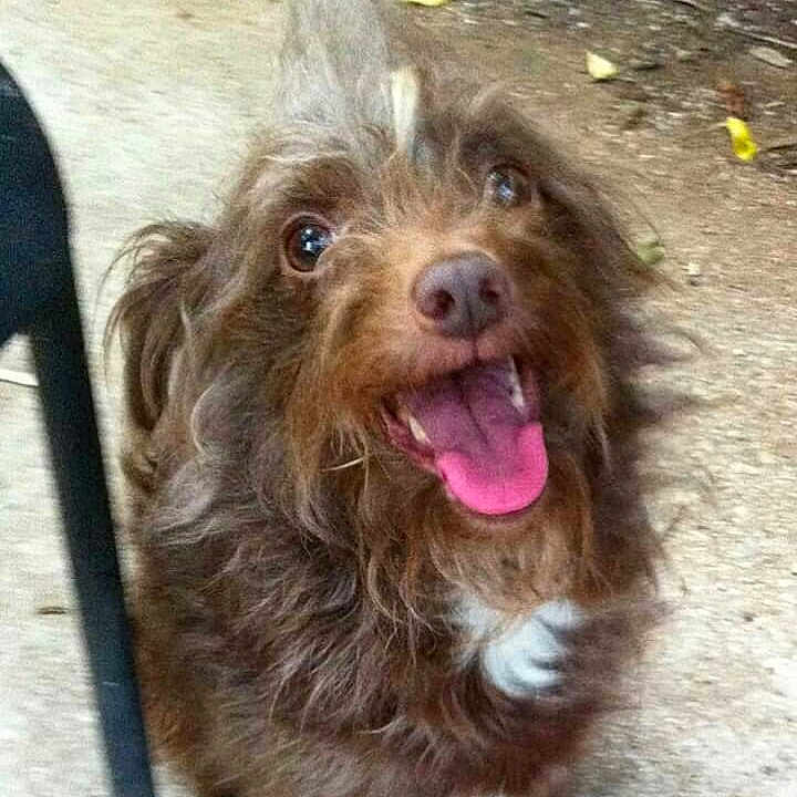 Lemmy joined the competition — help win amazing prizes! boykin_spaniel, canidae, carnivore, catalan_sheepdog, dog, dog_breed, liver, mammal, pudelpointer, rare_breed_dog, retriever, sporting_group, sussex_spaniel, terrier, vertebrate, wirehaired_pointing_griffon