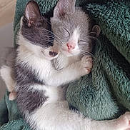 Siri And Alexa is registered to the contest to win money with this photo: kitten, cat, sleeping, cuddling, snuggling, blanket, green_blanket, fur, whiskers, paw, nose, cozy, nap, indoor, pet, domestic_cat, close_up, portrait, two_kittens, cute