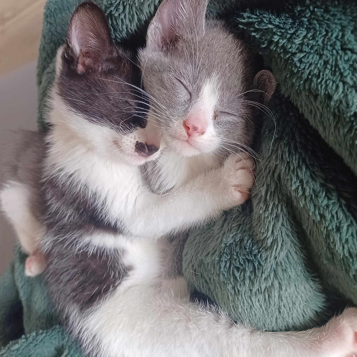 Siri And Alexa is registered to the contest to win money with this photo: blanket, cat, close_up, cozy, cuddling, cute, domestic_cat, fur, green_blanket, indoor, kitten, nap, nose, paw, pet, portrait, sleeping, snuggling, two_kittens, whiskers