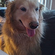 Chole is registered to the contest to win money with this photo: dog, golden_retriever, pet, indoor, couch, tongue_out, fluffy, happy, canine, fur, animal, companion, domestic, relaxed, closeup, friendly, home, mammal, sitting, cute
