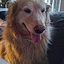 dog, golden_retriever, pet, indoor, couch, tongue_out, fluffy, happy, canine, fur, animal, companion, domestic, relaxed, closeup, friendly, home, mammal, sitting, cute