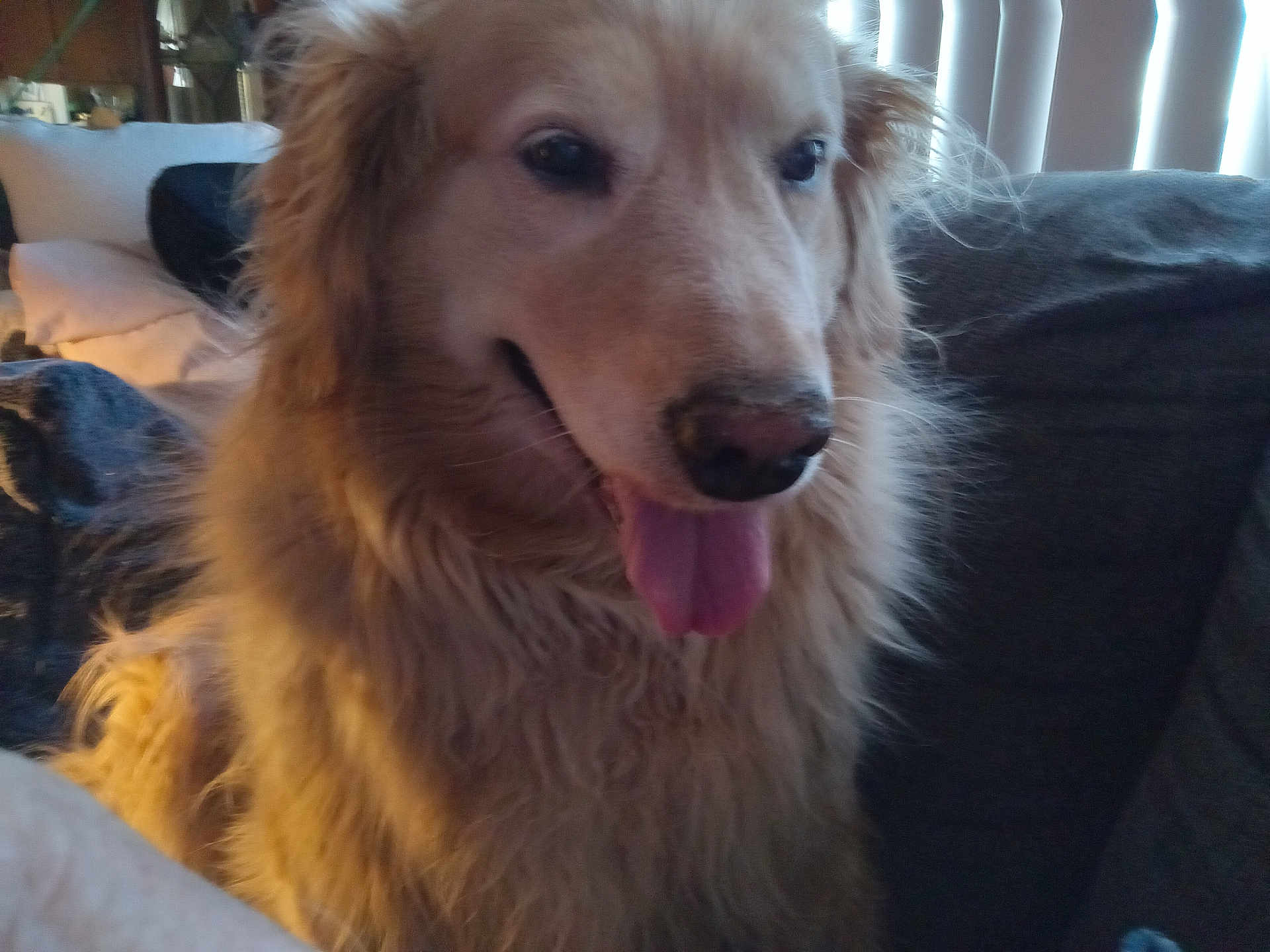 Chole is registered to the contest to win money with this photo: dog, golden_retriever, pet, indoor, couch, tongue_out, fluffy, happy, canine, fur, animal, companion, domestic, relaxed, closeup, friendly, home, mammal, sitting, cute