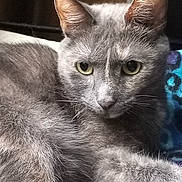 Isabelle joined the competition — help win amazing prizes! cat, gray_cat, close_up, animal, pet, feline, whiskers, ears, eyes, fur, domestic_cat, resting, indoor, blanket, pattern, cute, portrait, mammal, relaxed, looking