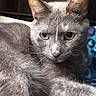 cat, gray_cat, close_up, animal, pet, feline, whiskers, ears, eyes, fur, domestic_cat, resting, indoor, blanket, pattern, cute, portrait, mammal, relaxed, looking
