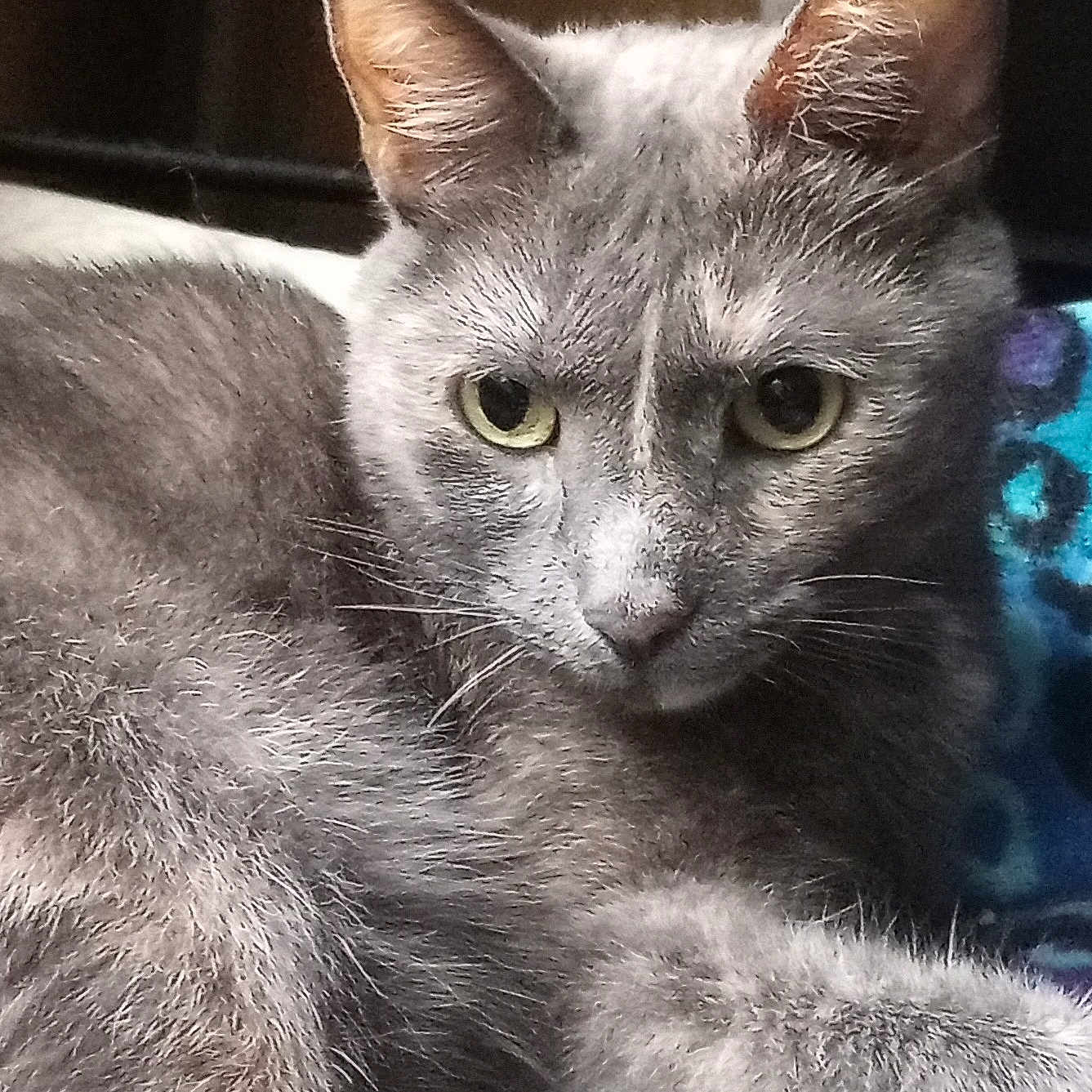 Isabelle joined the competition — help win amazing prizes! cat, gray_cat, close_up, animal, pet, feline, whiskers, ears, eyes, fur, domestic_cat, resting, indoor, blanket, pattern, cute, portrait, mammal, relaxed, looking
