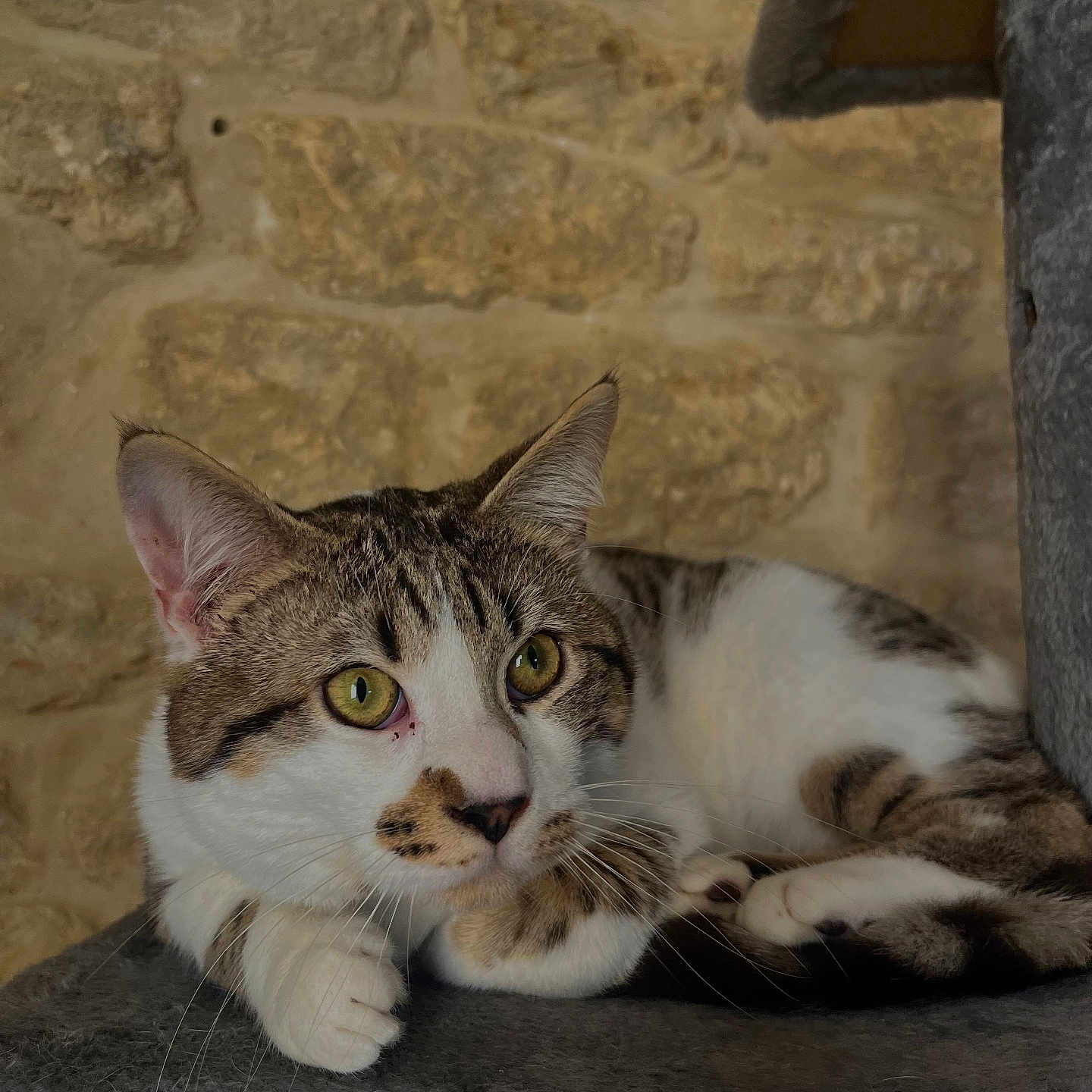 Loki participe au concours pour gagner de l'argent avec cette photo : alert, animal, cat, closeup, cute, ears, feline, fur_pattern, gray_fabric, indoor, paw, perch, pet, relaxed, resting, stone_wall, tabby, whiskers, white_fur, yellow_eyes