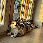 Loki participe au concours pour gagner de l'argent avec cette photo : animal, cat, cozy, curious, domestic_cat, floor, golden_hour, house, indoor, laying_down, natural_light, pets, relaxing, rest, sunlight, tabby_cat, whiskers, window, window_frame, wooden_floor