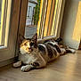 animal, cat, cozy, curious, domestic_cat, floor, golden_hour, house, indoor, laying_down, natural_light, pets, relaxing, rest, sunlight, tabby_cat, whiskers, window, window_frame, wooden_floor