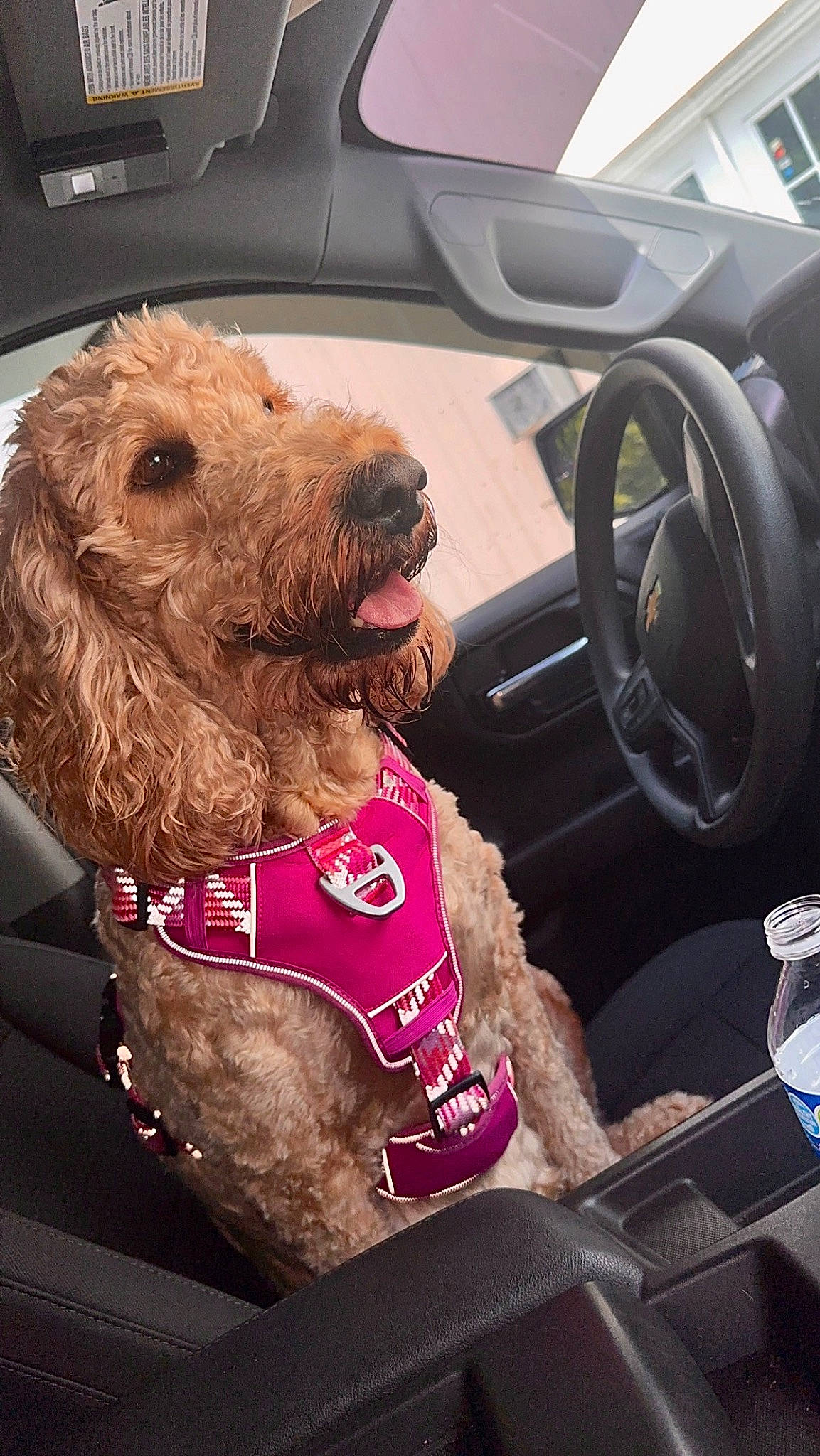 Cali is registered to the contest to win money with this photo: automotive_exterior, automotive_mirror, car, car_seat, car_seat_cover, carnivore, collar, companion_dog, dog, dog_breed, dog_collar, fawn, liver, motor_vehicle, personal_luxury_car, snout, steering_wheel, vehicle, vehicle_door, working_animal