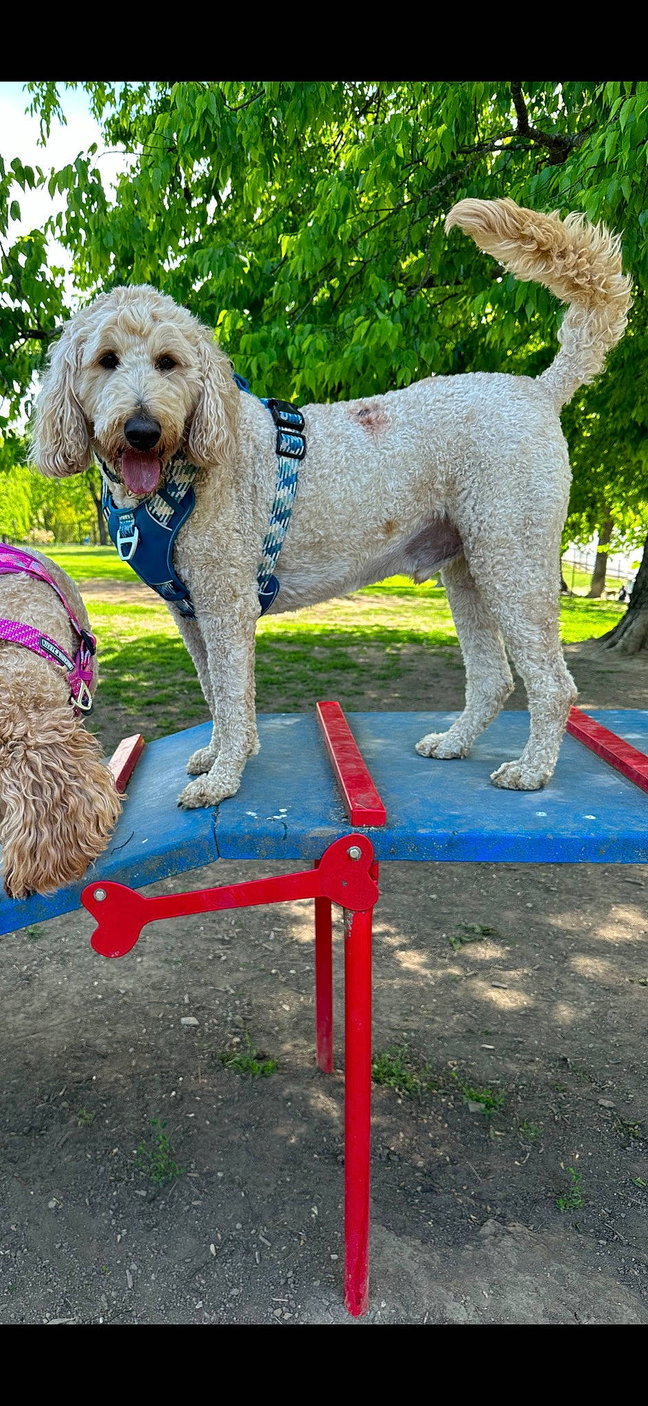 Rex joined the competition — help win amazing prizes! canidae, carnivore, collar, companion_dog, dog, dog_breed, dog_collar, dog_supply, grass, leash, leisure, liver, outdoor_bench, outdoor_furniture, plant, poodle, sporting_group, terrier, water_dog, working_animal