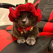 Nardo is registered to the contest to win money with this photo: animal, black_chair, calm, cat, chair, cozy, cute, feline, funny_hat, gray_cat, green_stem, indoor, knitted_hat, paws, pet, portrait, red_chair, red_hat, sitting, whiskers