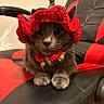 animal, black_chair, calm, cat, chair, cozy, cute, feline, funny_hat, gray_cat, green_stem, indoor, knitted_hat, paws, pet, portrait, red_chair, red_hat, sitting, whiskers