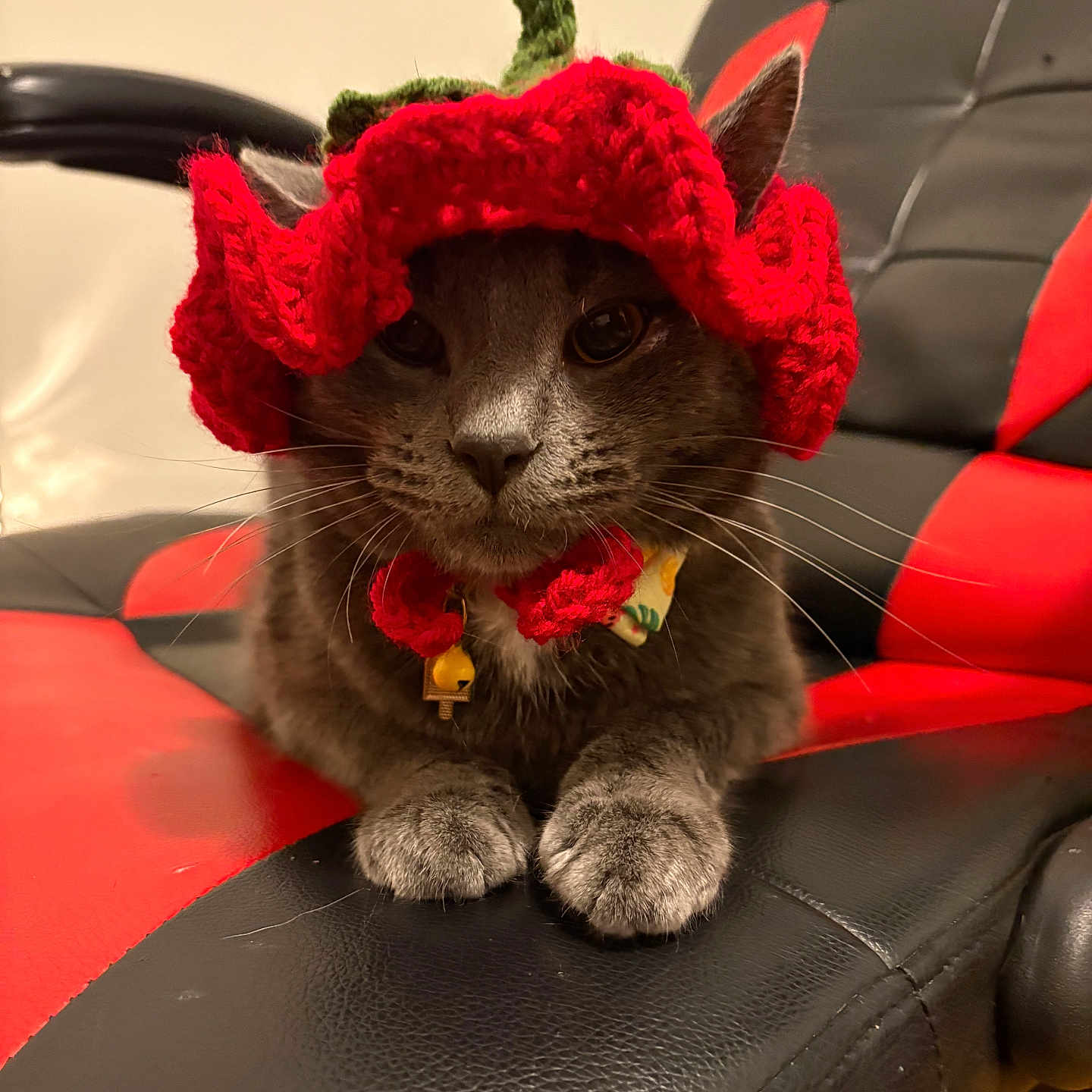 Nardo is registered to the contest to win money with this photo: animal, black_chair, calm, cat, chair, cozy, cute, feline, funny_hat, gray_cat, green_stem, indoor, knitted_hat, paws, pet, portrait, red_chair, red_hat, sitting, whiskers