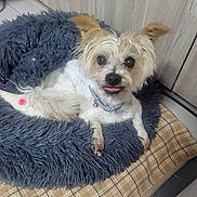Copin a rejoint le concours — aidez-le/la à gagner de superbes lots ! dog, small_dog, pet, animal, canine, white_fur, tan_fur, fluffy, long_hair, tongue_out, happy, lying_down, sitting, collar, indoors, pet_bed, blanket, home, portrait, cute