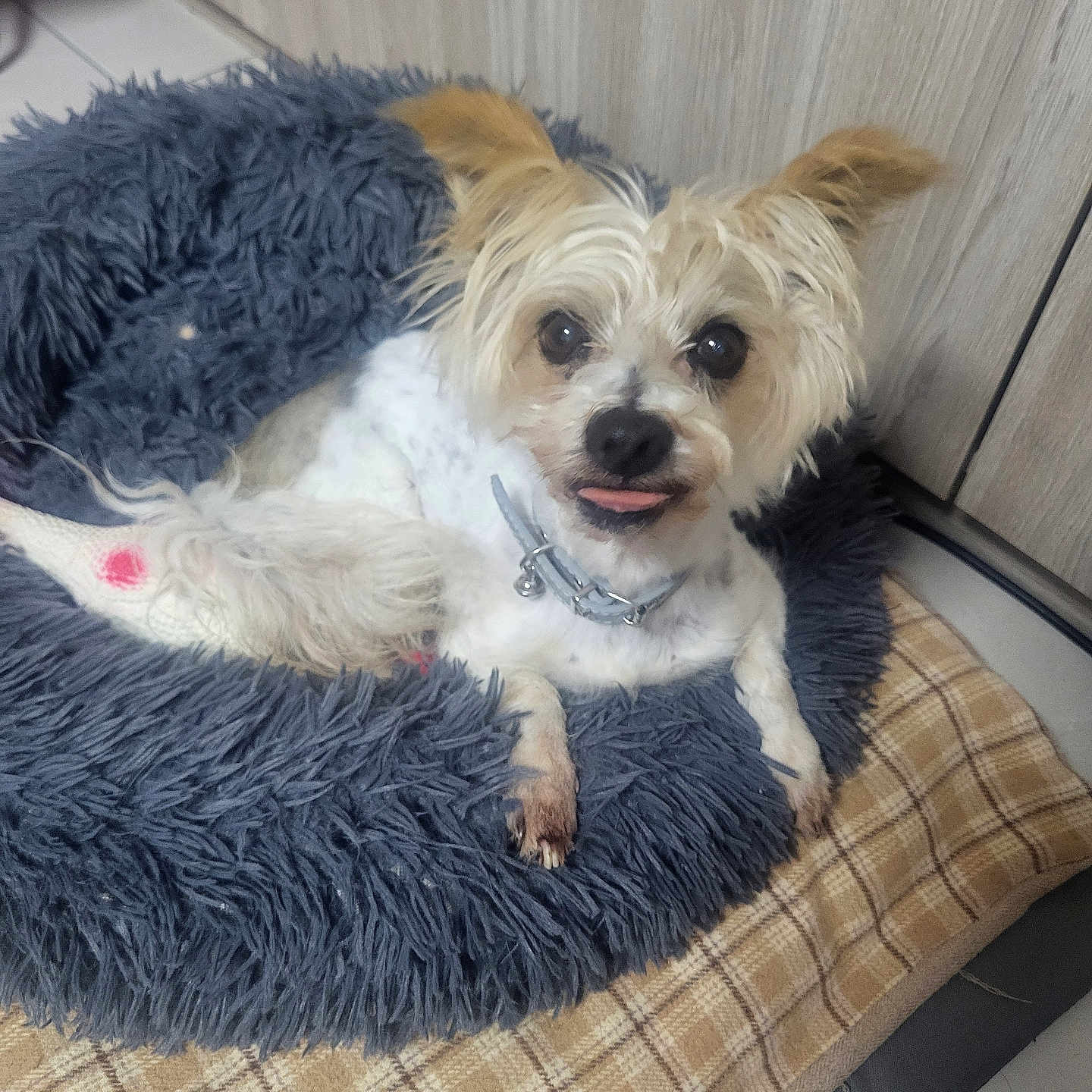 Copin a rejoint le concours — aidez-le/la à gagner de superbes lots ! dog, small_dog, pet, animal, canine, white_fur, tan_fur, fluffy, long_hair, tongue_out, happy, lying_down, sitting, collar, indoors, pet_bed, blanket, home, portrait, cute