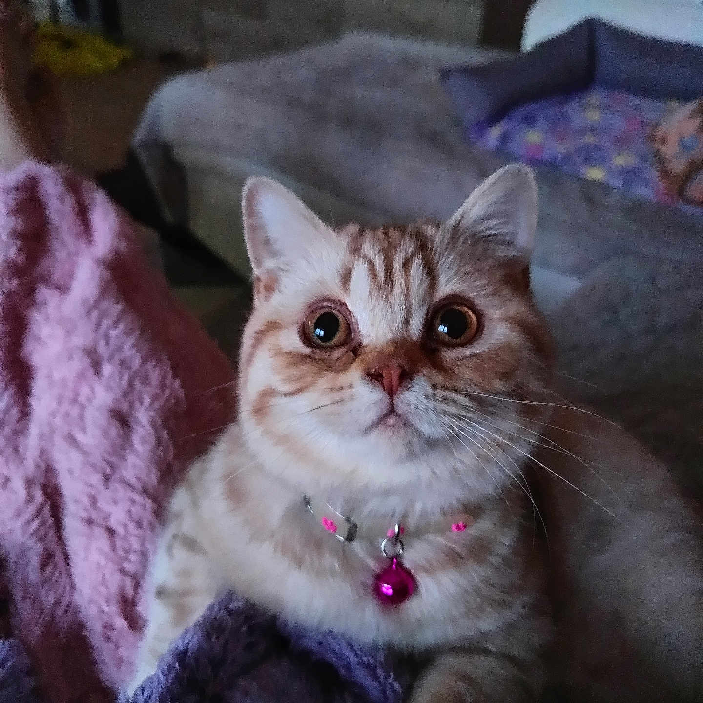 Wanda