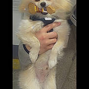 Pokie is registered to the contest to win money with this photo: dog, pomeranian, fluffy, bone, treat, pet, animal, holding, person, hand, indoor, gray_jacket, fur, cute, small_dog, looking_at_camera, bright_eyes, standing, white_fur, companion