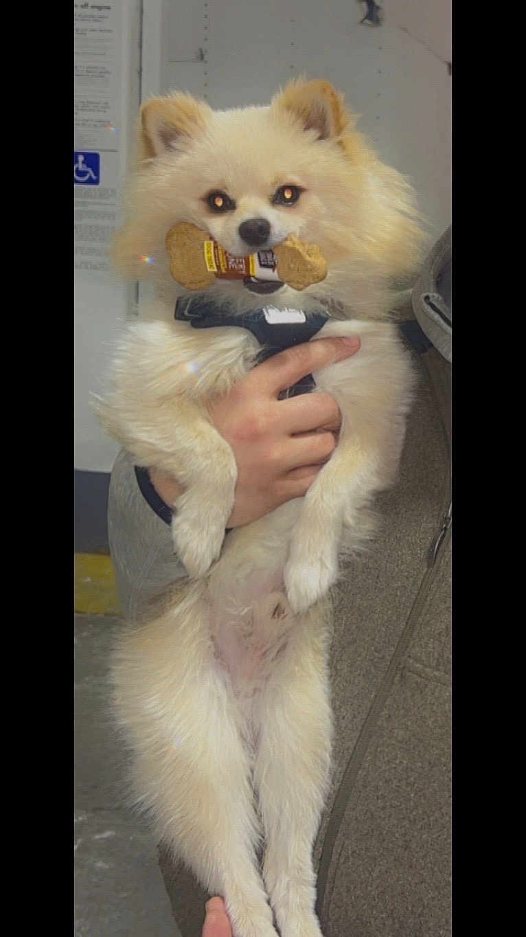 Pokie is registered to the contest to win money with this photo: dog, pomeranian, fluffy, bone, treat, pet, animal, holding, person, hand, indoor, gray_jacket, fur, cute, small_dog, looking_at_camera, bright_eyes, standing, white_fur, companion