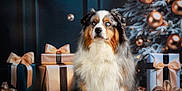 Riley a rejoint le concours — aidez-le/la à gagner de superbes lots ! animal, australian_shepherd, background, blue_eyes, bubbles, celebration, christmas_tree, decorations, dog, festive, fluffy, fur, gifts, holiday, holiday_season, indoor, ornaments, pet, portrait, ribbons
