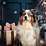 animal, australian_shepherd, background, blue_eyes, bubbles, celebration, christmas_tree, decorations, dog, festive, fluffy, fur, gifts, holiday, holiday_season, indoor, ornaments, pet, portrait, ribbons