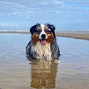 Riley participe au concours pour gagner de l'argent avec cette photo : dog, australian_shepherd, water, beach, shallow_water, tongue_out, happy, wet_fur, reflection, cloudy_sky, calm_sea, outdoor, animal, pet, nature, canine, summer, playful, sitting, portrait