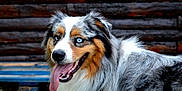 Riley participe au concours pour gagner de l'argent avec cette photo : dog, australian_shepherd, blue_eyes, tongue_out, fur, pet, animal, outdoor, grass, wooden_background, happy, close_up, canine, muzzle, ears, collar, tongue, portrait, nature, playful