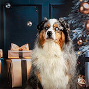 Riley a rejoint le concours — aidez-le/la à gagner de superbes lots ! animal, australian_shepherd, background, blue_eyes, bubbles, celebration, christmas_tree, decorations, dog, festive, fluffy, fur, gifts, holiday, holiday_season, indoor, ornaments, pet, portrait, ribbons