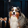 animal, australian_shepherd, blue_eyes, canine, celebration, cute, decorations, dog, festive, fluffy, fur, gift_wrap, holiday, indoor, ornaments, pet, portrait, presents, smiling, tongue_out