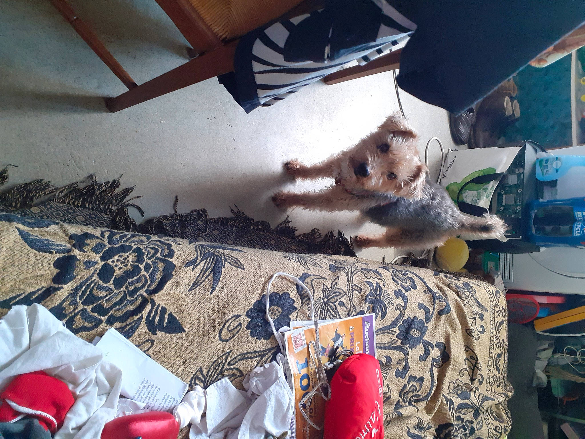 Chico participe au concours pour gagner de l'argent avec cette photo : carmine, carnivore, comfort, companion_dog, couch, dog, dog_breed, fawn, felidae, flooring, fur, human_leg, linens, room, small_to_medium_sized_cats, tail, textile, tints_and_shades, whiskers, wood