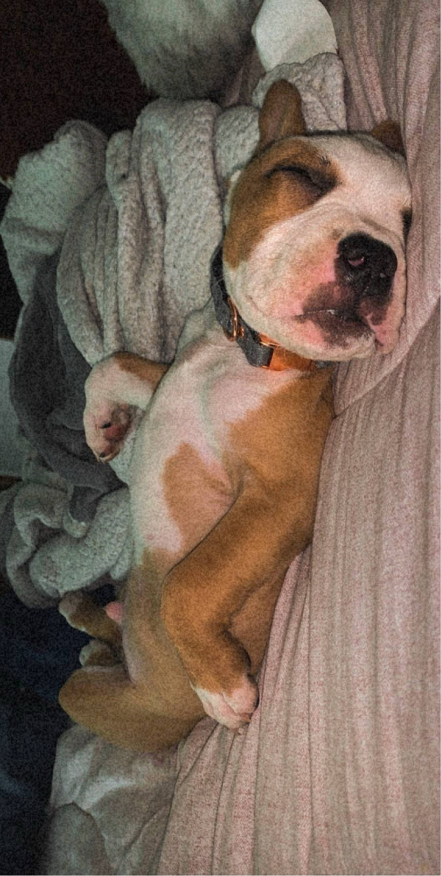 Colt joined the competition — help win amazing prizes! ancient_dog_breeds, art, canidae, carnivore, comfort, companion_dog, dog, dog_breed, dog_supply, drawing, fawn, fur, illustration, liver, paint, painting, sporting_group, visual_arts, whiskers, working_animal