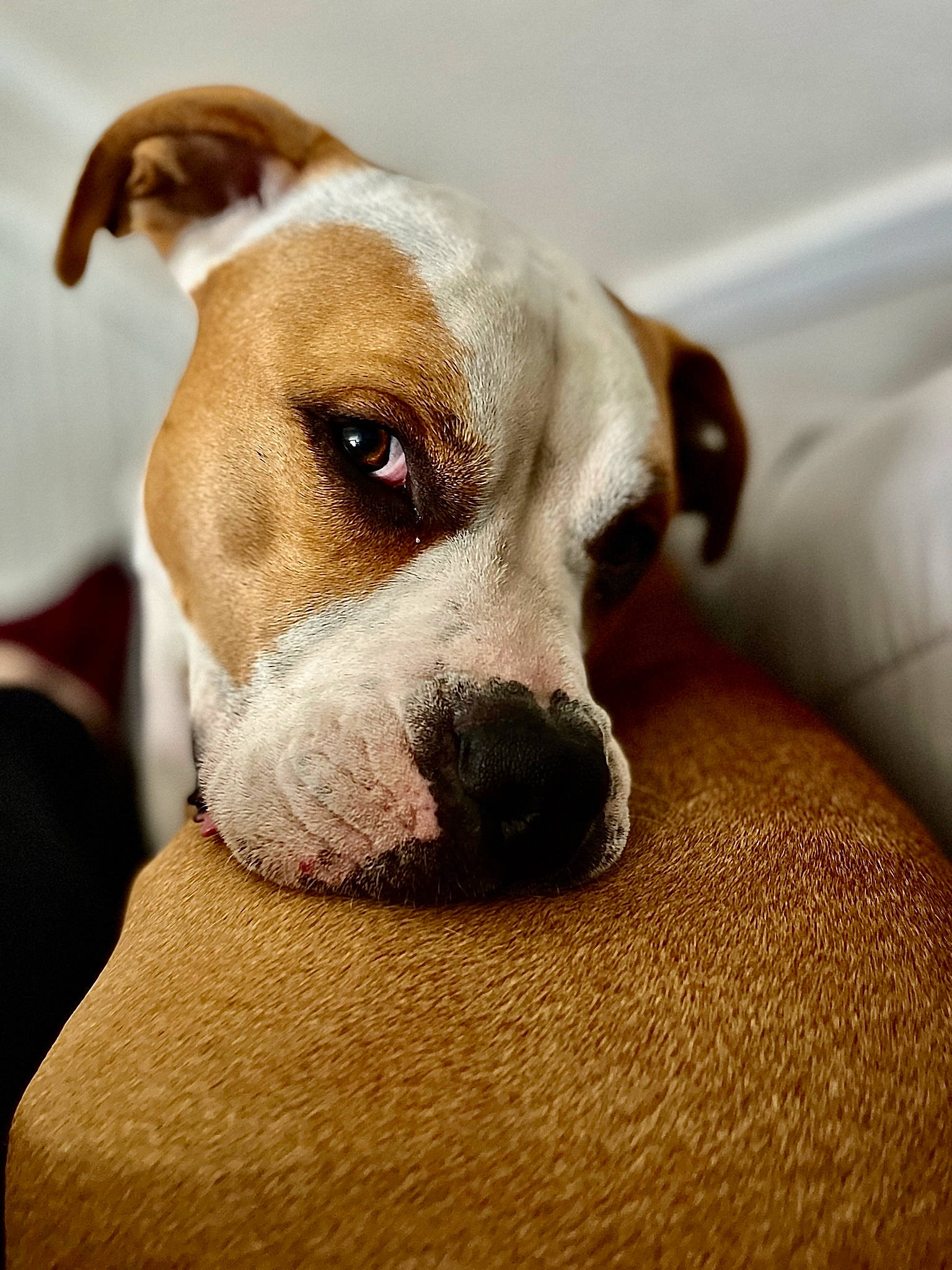 Colt is registered to the contest to win money with this photo: bored, canidae, carnivore, collar, comfort, companion_dog, dog, dog_breed, dog_collar, ear, fawn, fur, non_sporting_group, puppy_love, snout, sporting_group, terrestrial_animal, toy_dog, whiskers, working_animal