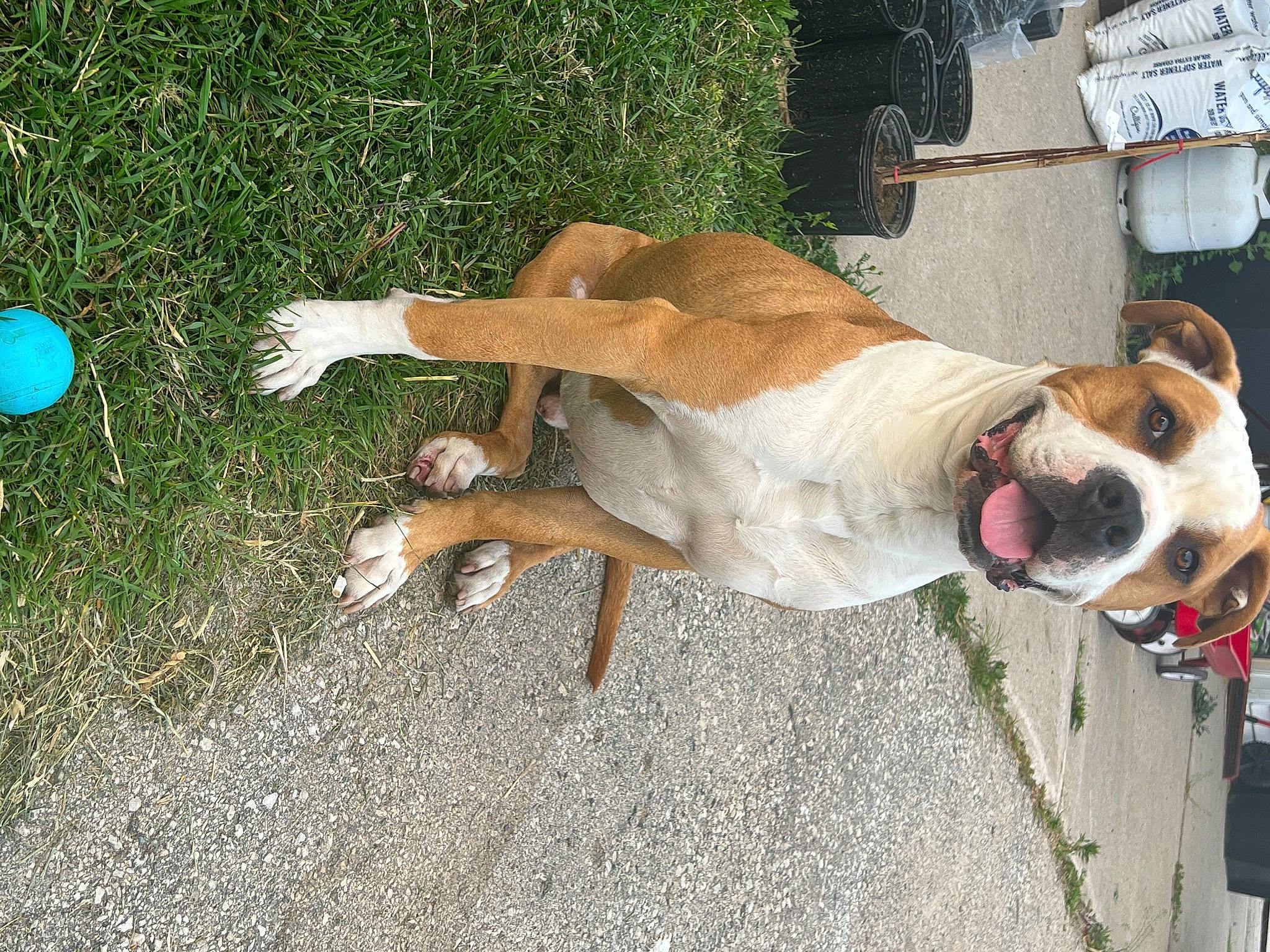 Colt joined the competition — help win amazing prizes! carnivore, collar, companion_dog, dog, dog_breed, dog_collar, dog_supply, eyewear, giant_dog_breed, grass, guard_dog, leash, non_sporting_group, plant, sidewalk, street_dog, tail, whiskers, working_animal, working_dog