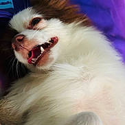 Millie joined the competition — help win amazing prizes! dog, pet, fluffy, smiling, teeth, lying_down, close_up, white_fur, brown_fur, tongue, nose, animal, cute, canine, portrait, indoor, relaxed, fur, snout, playful