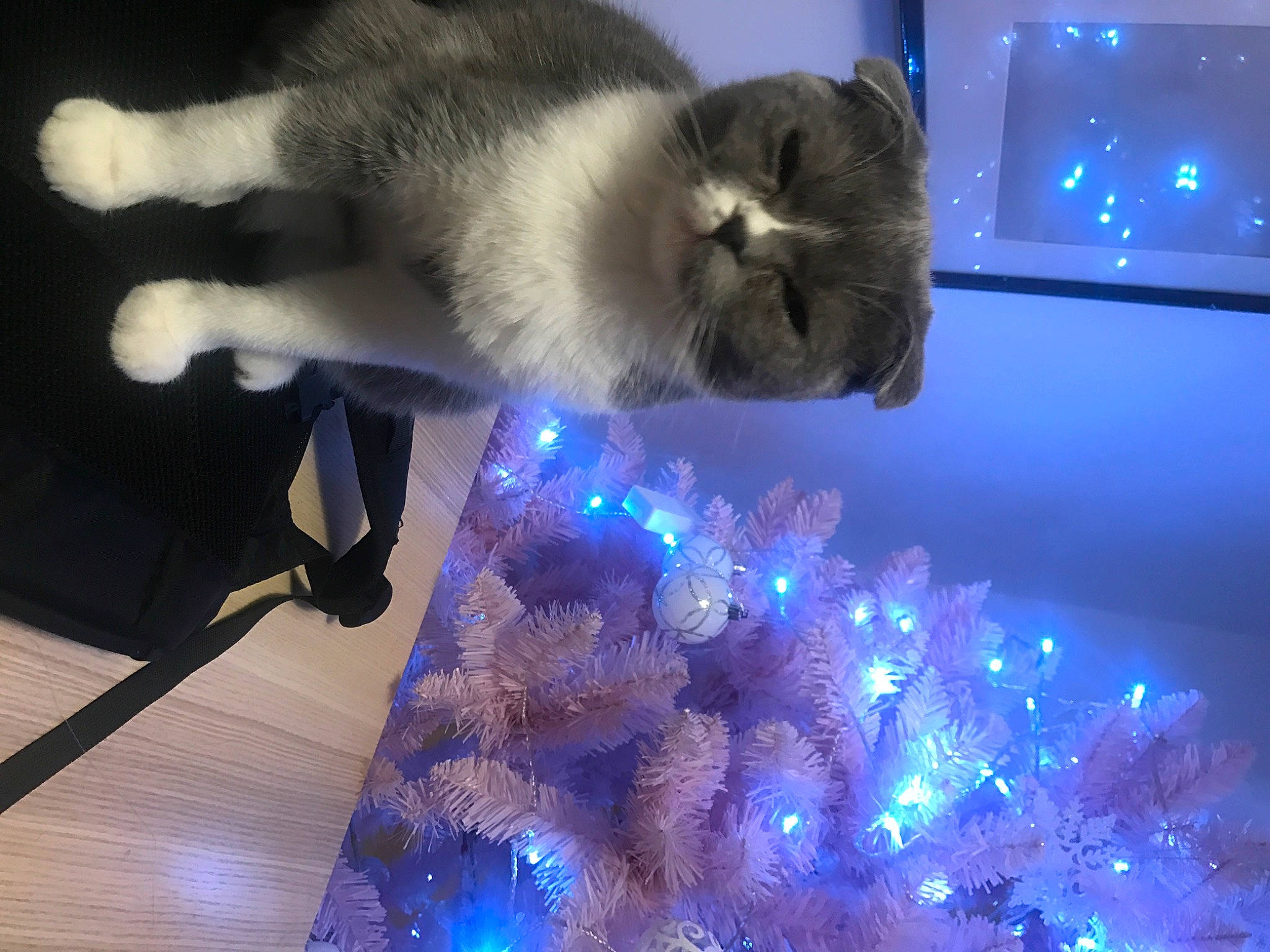 Mushroom joined the competition — help win amazing prizes! blue, carnivore, cat, christmas, christmas_decoration, christmas_eve, christmas_lights, christmas_tree, conifer, display_device, felidae, fur, holiday, home_appliance, laminate_flooring, shadow, small_to_medium_sized_cats, television, whiskers, wood_flooring