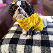 Abby joined the competition — help win amazing prizes! dog, pet, yellow_sweater, bow, black_and_white, checkered_blanket, indoor, cozy, small_dog, shih_tzu, cute, portrait, furniture, wood_floor, living_room, fur, animal, companion, domestic, sitting