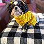dog, pet, yellow_sweater, bow, black_and_white, checkered_blanket, indoor, cozy, small_dog, shih_tzu, cute, portrait, furniture, wood_floor, living_room, fur, animal, companion, domestic, sitting