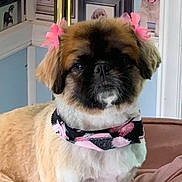 Princess joined the competition — help win amazing prizes! dog, pet, indoor, bandana, pink_bow, couch, framed_photos, wall, portrait, furry, small_dog, cute, animal, dog_face, decor, canine, domestic_animal, seated, home, light