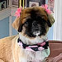 dog, pet, indoor, bandana, pink_bow, couch, framed_photos, wall, portrait, furry, small_dog, cute, animal, dog_face, decor, canine, domestic_animal, seated, home, light