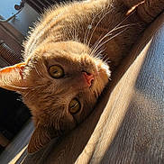 Shota participe au concours pour gagner de l'argent avec cette photo : cat, ginger_cat, close_up, fur, whiskers, eyes, floor, wooden_floor, sunlight, shadow, pet, animal, indoor, relaxing, lying_down, cute, portrait, domestic_cat, mammal, feline