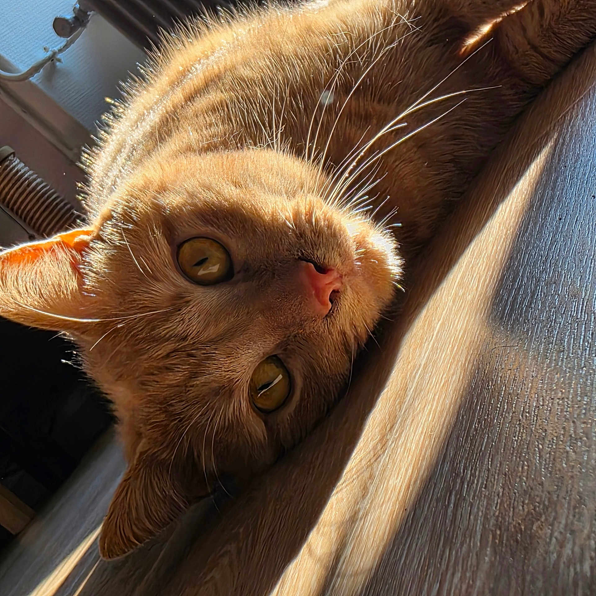 Shota participe au concours pour gagner de l'argent avec cette photo : cat, ginger_cat, close_up, fur, whiskers, eyes, floor, wooden_floor, sunlight, shadow, pet, animal, indoor, relaxing, lying_down, cute, portrait, domestic_cat, mammal, feline
