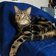 Gypsy a rejoint le concours — aidez-le/la à gagner de superbes lots ! cat, tabby_cat, feline, pet, indoor, blue_blanket, chair, relaxed, fur, whiskers, green_eyes, domestic_animal, striped_fur, home_interior, kitchen, utensils, wall_art, cozy, resting, looking_at_camera