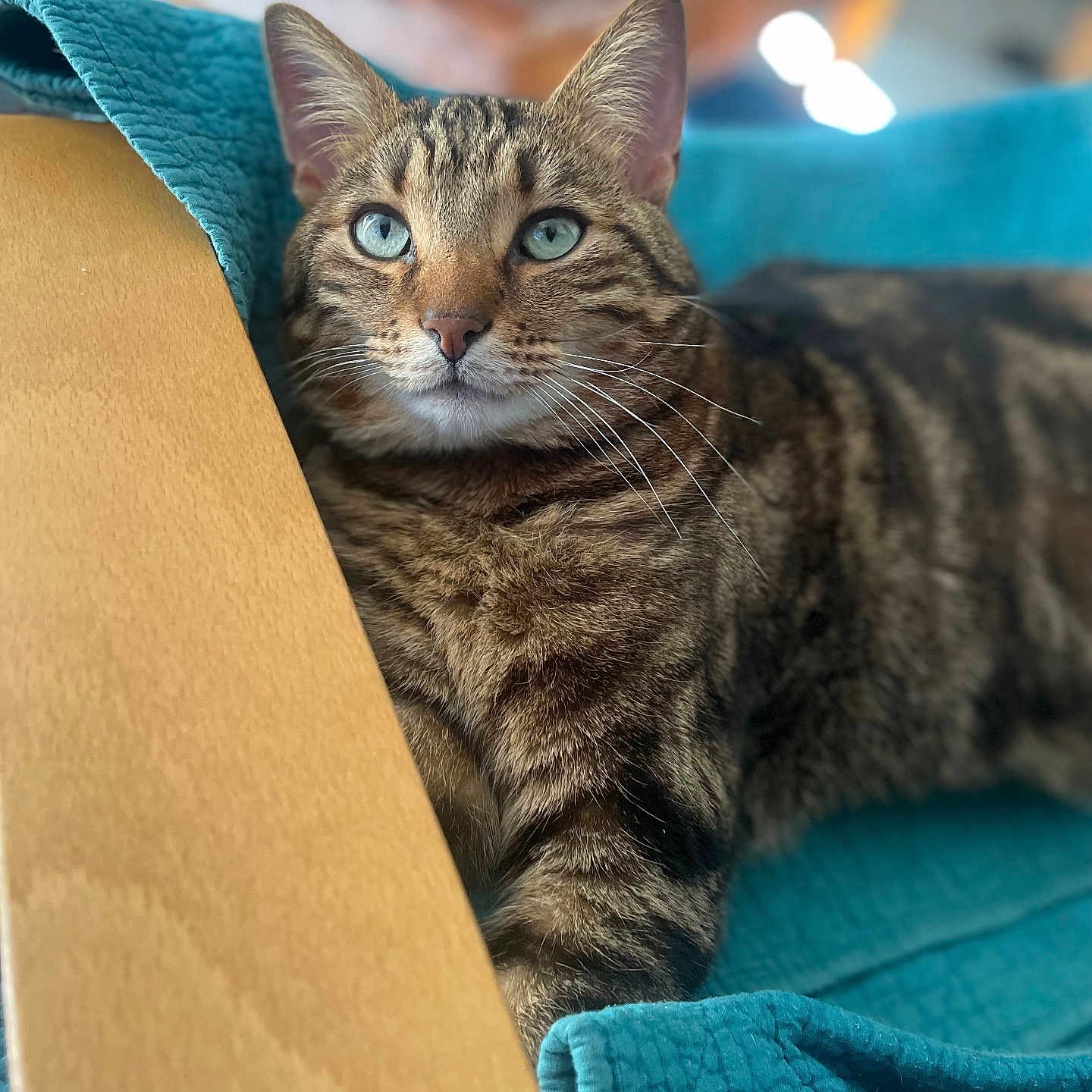 Maya a rejoint le concours — aidez-le/la à gagner de superbes lots ! animal, blue_eyes, blurred_background, cat, closeup, domestic_cat, feline, fur, indoor, pet, portrait, quilted_blanket, relaxed, resting, soft_light, tabby, teal_blanket, whiskers, whiskers_visible, wooden_armrest