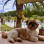 Horus a rejoint le concours — aidez-le/la à gagner de superbes lots ! dog, fluffy, outdoor, table, palm_tree, pool, building, plant, flower_pot, greenery, pet, relaxing, summer, resort, sky, cloud, nature, fur, animal, leisure