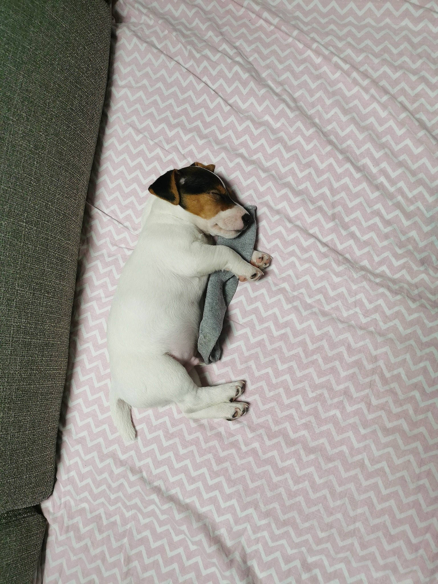 Volt participe au concours pour gagner de l'argent avec cette photo : canidae, carnivore, comfort, companion_dog, couch, dog, dog_breed, fawn, felidae, fur, grey, linens, non_sporting_group, paw, sleeve, small_to_medium_sized_cats, sporting_group, tail, toy_dog, whiskers