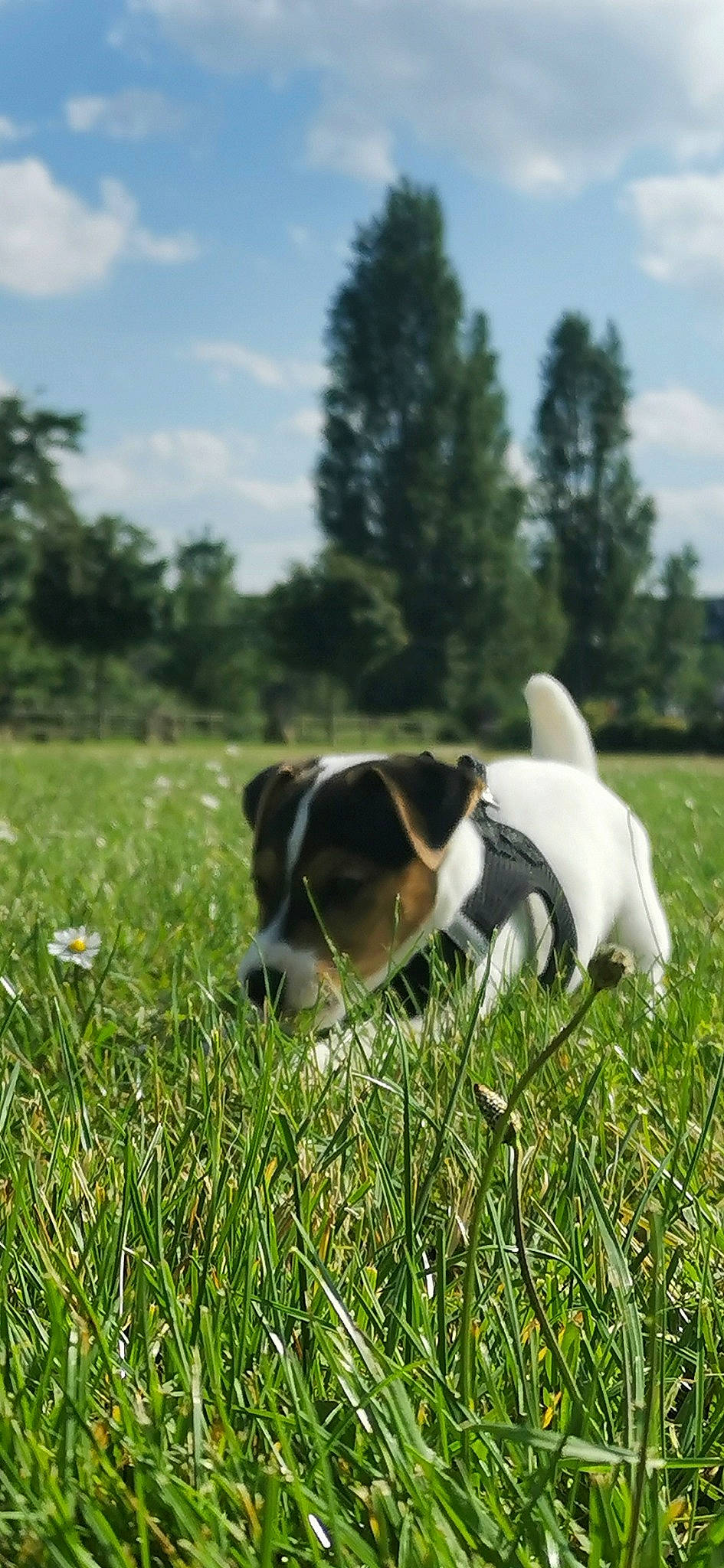 Volt participe au concours pour gagner de l'argent avec cette photo : ball, canidae, carnivore, cloud, companion_dog, dog, dog_breed, field, grass, grassland, landscape, lawn, meadow, natural_landscape, pasture, plant, sky, sporting_group, tail, tree