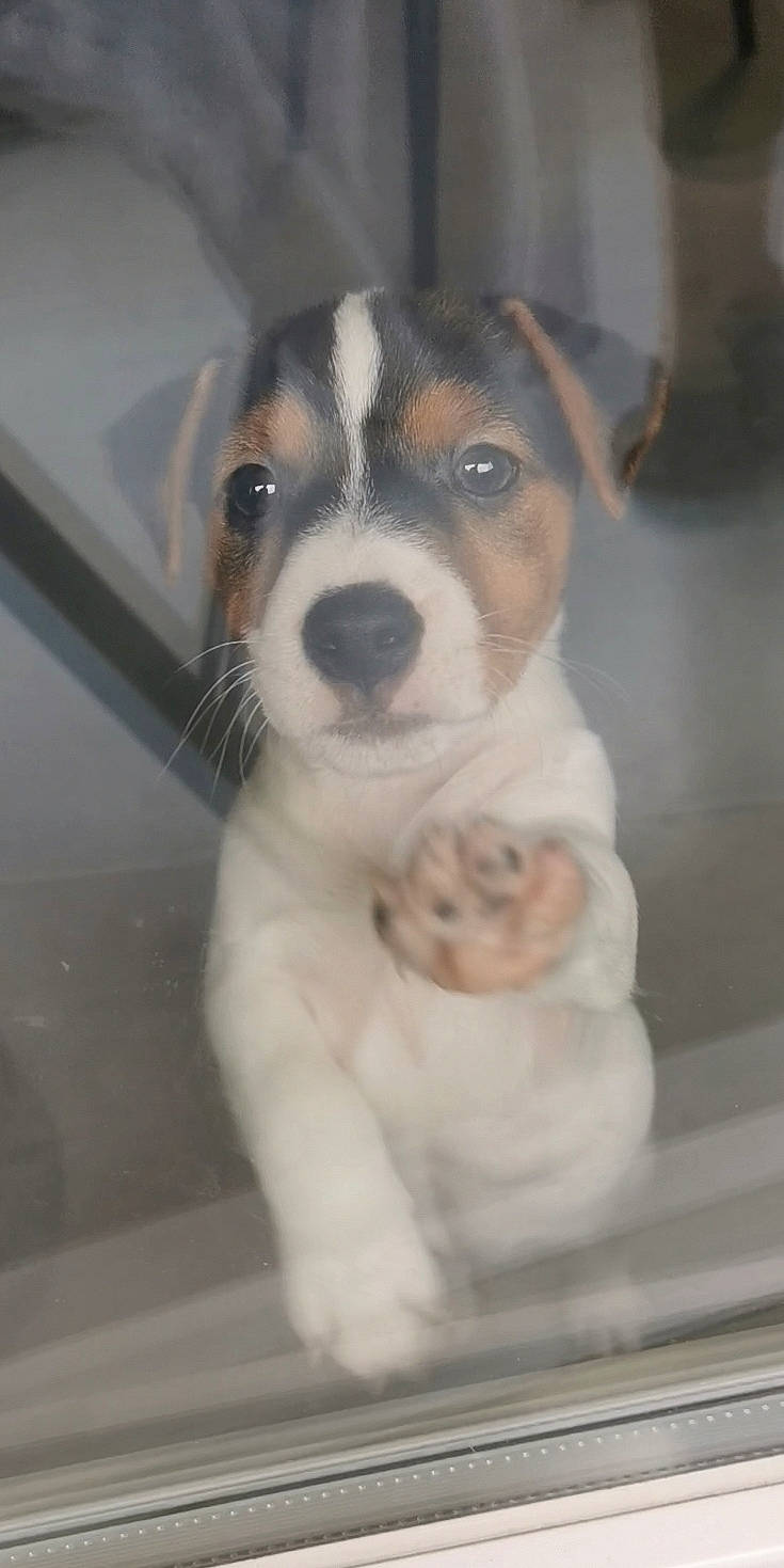 Volt participe au concours pour gagner de l'argent avec cette photo : ancient_dog_breeds, beaglier, canidae, carnivore, collar, companion_dog, dog, dog_breed, fawn, fur, hound, non_sporting_group, scent_hound, snout, sporting_group, terrestrial_animal, terrier, whiskers, working_animal, working_dog