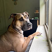 Scooby Doo is registered to the contest to win money with this photo: dog, pet, indoor, windowsill, light, fur, animal, mammal, looking_outside, brown, portrait, domestic_animal, canine, paw, resting, closeup, expression, calm, home, background_blur